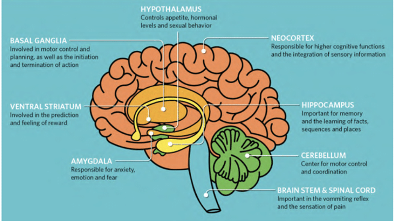 marijuana effect on brain